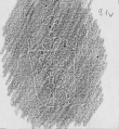 Wasserzeichen DE2130-B160_91v