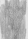 DE2130-B160_24r - Typ:0 - ID: 149131 - Eintrag Nr.: 68 Wasserzeichen DE2130-B160_24r