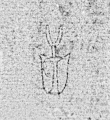 DE0960-BachSt354_34 - Typ:0 - ID: 149438 - Eintrag Nr.: 69 Wasserzeichen DE0960-BachSt354_34