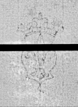 Wasserzeichen DE0960-BachP399_1