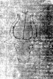DE5025-tl55_9 - Typ:0 - ID: 153205 - Eintrag Nr.: 1 Wasserzeichen DE5025-tl55_9