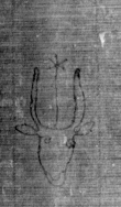 DE5025-tl55_51 - Typ:0 - ID: 153215 - Eintrag Nr.: 15 Wasserzeichen DE5025-tl55_51