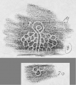 Wasserzeichen DE2130-B123_11