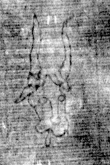DE8850-71.20A2_70 - Typ:0 - ID: 153579 - Eintrag Nr.: 133 Wasserzeichen DE8850-71.20A2_70