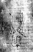 DE8850-71.20A2_80 - Typ:0 - ID: 153580 - Eintrag Nr.: 134 Wasserzeichen DE8850-71.20A2_80
