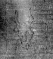 DE8850-71.20A2_132 - Typ:0 - ID: 153583 - Eintrag Nr.: 136 Wasserzeichen DE8850-71.20A2_132