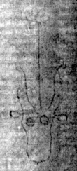 DE5025-tl75_2 - Typ:0 - ID: 153892 - Eintrag Nr.: 3 Wasserzeichen DE5025-tl75_2