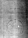 DE5025-tl75_44 - Typ:0 - ID: 153894 - Eintrag Nr.: 1 Wasserzeichen DE5025-tl75_44