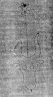 DE5025-tl75_97 - Typ:0 - ID: 153896 - Eintrag Nr.: 8 Wasserzeichen DE5025-tl75_97