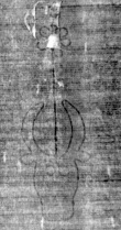 DE5025-tl75_258 - Typ:0 - ID: 153905 - Eintrag Nr.: 4 Wasserzeichen DE5025-tl75_258
