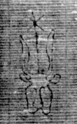 DE5025-tl79_22 - Typ:0 - ID: 153976 - Eintrag Nr.: 253 Wasserzeichen DE5025-tl79_22