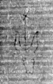 DE5025-tl78_146 - Typ:0 - ID: 154134 - Eintrag Nr.: 21 Wasserzeichen DE5025-tl78_146