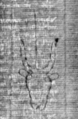 DE5025-tl81_27 - Typ:0 - ID: 154203 - Eintrag Nr.: 8 Wasserzeichen DE5025-tl81_27