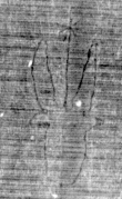 DE5025-tl82_208 - Typ:0 - ID: 154428 - Eintrag Nr.: 9 Wasserzeichen DE5025-tl82_208