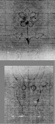DE5025-tl83_1 - Typ:0 - ID: 154677 - Eintrag Nr.: 3 Wasserzeichen DE5025-tl83_1