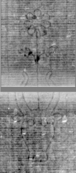 DE5025-tl83_4 - Typ:0 - ID: 154680 - Eintrag Nr.: 2 Wasserzeichen DE5025-tl83_4