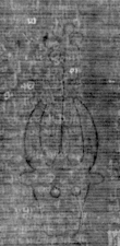DE5025-tl69_41 - Typ:0 - ID: 155662 - Eintrag Nr.: 19 Wasserzeichen DE5025-tl69_41