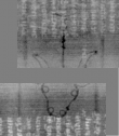 Wasserzeichen DE3270-theol205_4