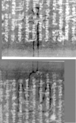 Wasserzeichen DE3270-theol205_125