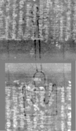 Wasserzeichen DE3270-theol205_136