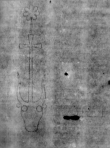 Wasserzeichen DE0465-4CodMus25_6