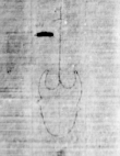 DE0465-4CodMus25_8 - Typ:0 - ID: 156951 - Eintrag Nr.: 196 Wasserzeichen DE0465-4CodMus25_8