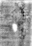 Wasserzeichen DE5580-Cgm9489_58