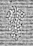 Wasserzeichen DE6720-Pa75_7