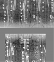 Wasserzeichen DE8850-66M.H._10