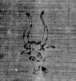 DE5025-tl111_115 - Typ:0 - ID: 158622 - Eintrag Nr.: 64 Wasserzeichen DE5025-tl111_115