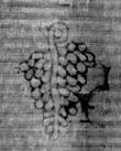 DE5025-tl114_13 - Typ:0 - ID: 158895 - Eintrag Nr.: 5 Wasserzeichen DE5025-tl114_13