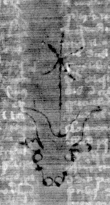 DE5025-tl121_236 - Typ:0 - ID: 159394 - Eintrag Nr.: 5 Wasserzeichen DE5025-tl121_236