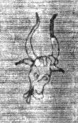DE3270-theol239_92 - Typ:0 - ID: 159642 - Eintrag Nr.: 66 Wasserzeichen DE3270-theol239_92