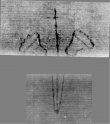 DE5025-tl126_4 - Typ:0 - ID: 160616 - Eintrag Nr.: 6 Wasserzeichen DE5025-tl126_4