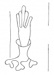 Wasserzeichen DE8150-HS_1060_23