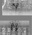 Wasserzeichen DE3270-theol219_26
