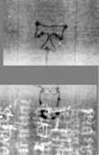 Wasserzeichen DE3270-theol219_188