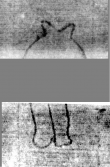 DE5025-tl142_18 - Typ:0 - ID: 161144 - Eintrag Nr.: 2 Wasserzeichen DE5025-tl142_18