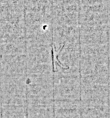 Wasserzeichen DE4795-GoS574_999-wm1