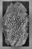 Wasserzeichen DE0960-Mlf258_8