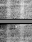 DE5580-4Muspr57Altus_E5 - Typ:0 - ID: 161780 - Eintrag Nr.: 100 Wasserzeichen DE5580-4Muspr57Altus_E5