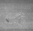 Wasserzeichen FR7600-607_41