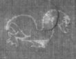 Wasserzeichen FR7600-654_5