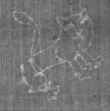 Wasserzeichen FR7600-654_133