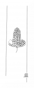 Wasserzeichen DE8310-Mc7_12