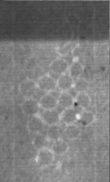 Wasserzeichen FR7600-152_A