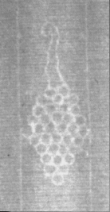 Wasserzeichen FR7600-463_A