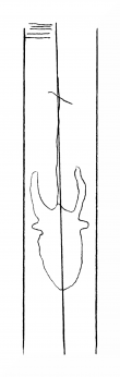 DE8310-Mc63_54 - Typ:0 - ID: 162880 - Eintrag Nr.: 8 Wasserzeichen DE8310-Mc63_54