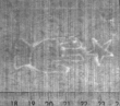 Wasserzeichen FR7600-539_47