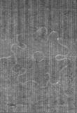 Wasserzeichen FR7600-705_50
